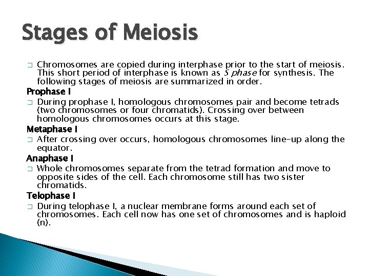 Stages of Meiosis Chromosomes are copied during interphase prior to the start of meiosis.