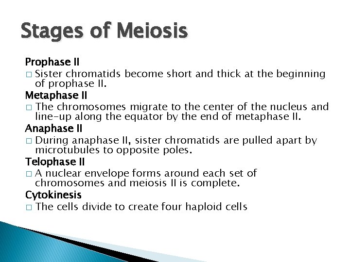 Stages of Meiosis Prophase II � Sister chromatids become short and thick at the