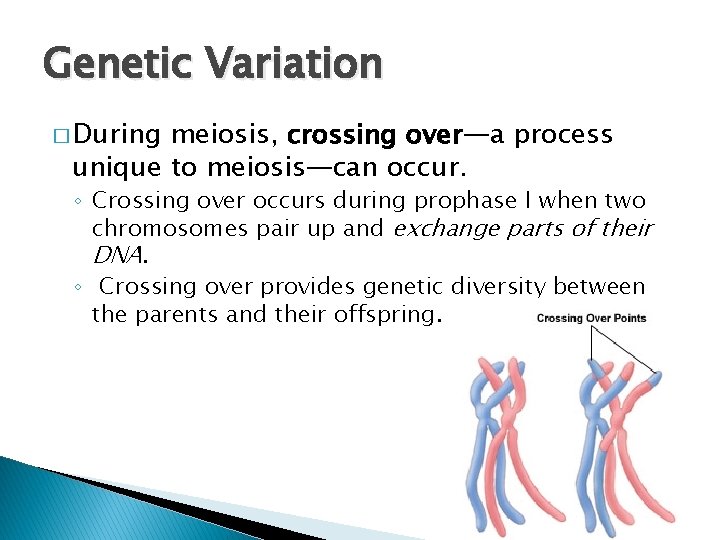 Genetic Variation � During meiosis, crossing over—a process unique to meiosis—can occur. ◦ Crossing