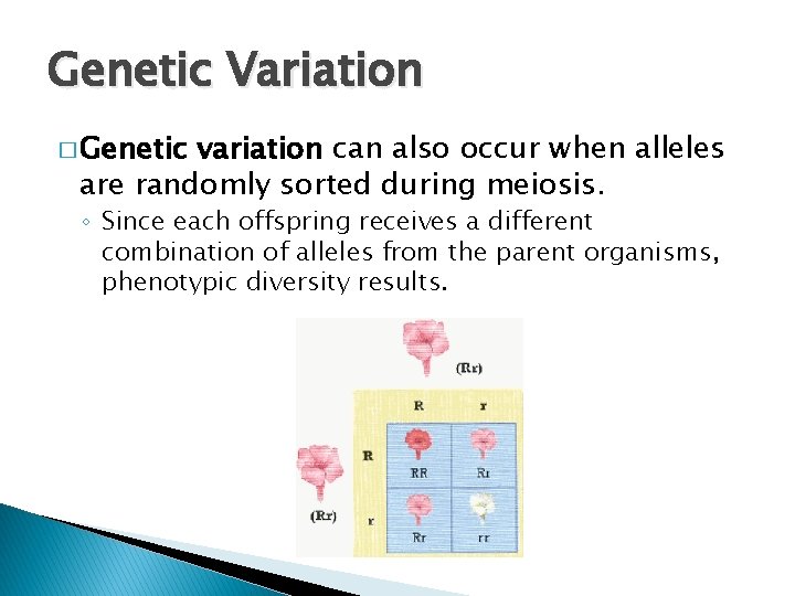 Genetic Variation � Genetic variation can also occur when alleles are randomly sorted during