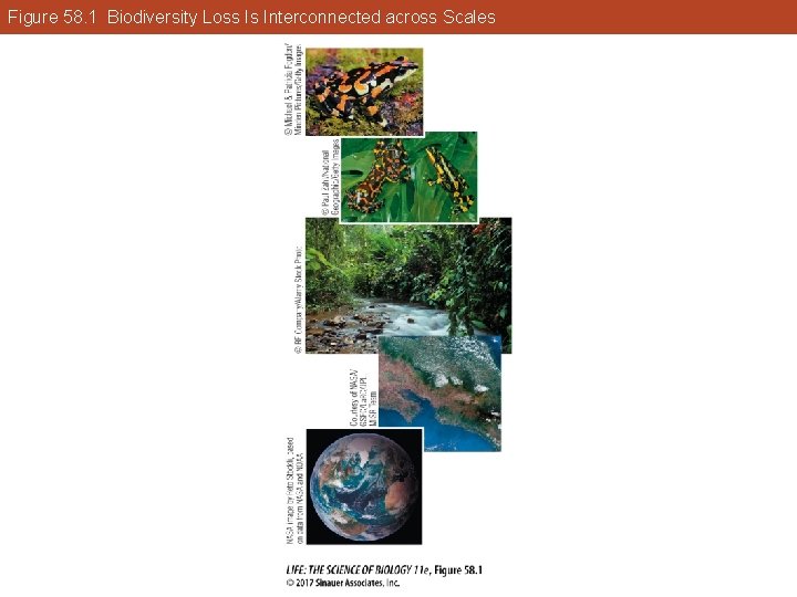 Figure 58. 1 Biodiversity Loss Is Interconnected across Scales 