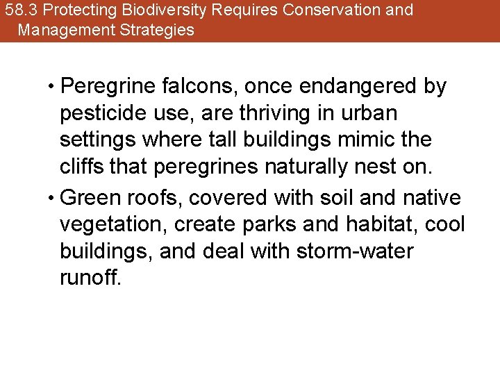 58. 3 Protecting Biodiversity Requires Conservation and Management Strategies • Peregrine falcons, once endangered