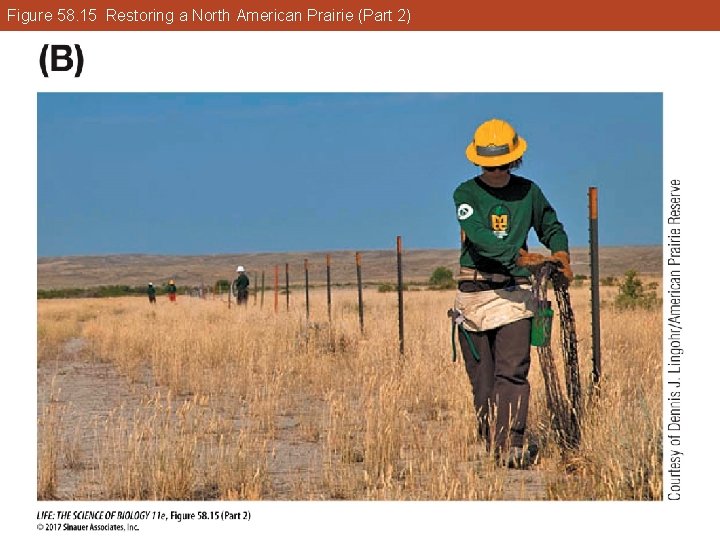 Figure 58. 15 Restoring a North American Prairie (Part 2) 