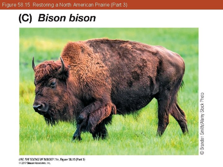 Figure 58. 15 Restoring a North American Prairie (Part 3) 