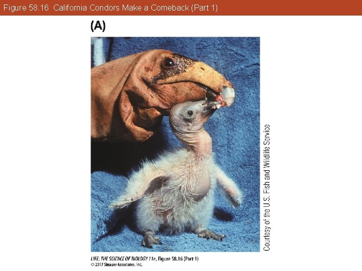 Figure 58. 16 California Condors Make a Comeback (Part 1) 