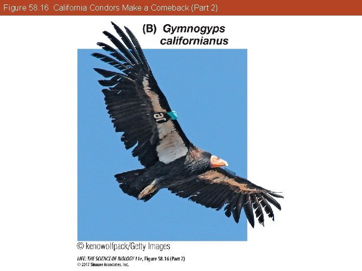 Figure 58. 16 California Condors Make a Comeback (Part 2) 