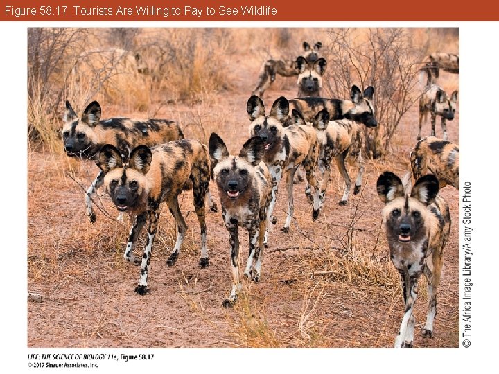 Figure 58. 17 Tourists Are Willing to Pay to See Wildlife 