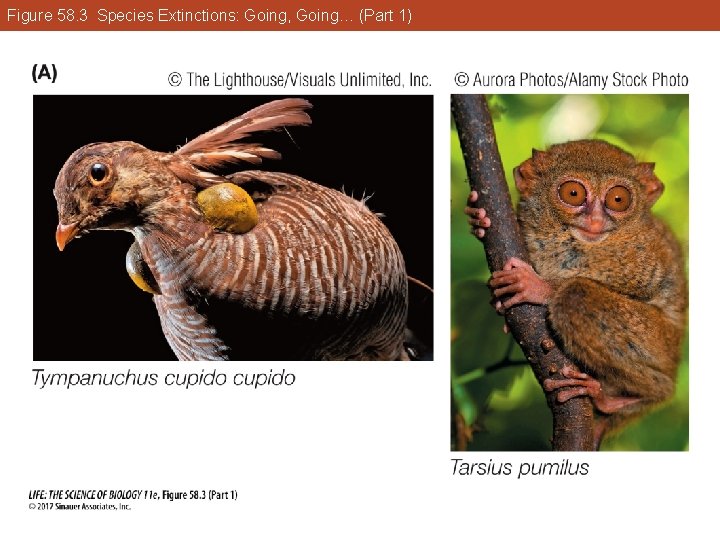 Figure 58. 3 Species Extinctions: Going, Going… (Part 1) 