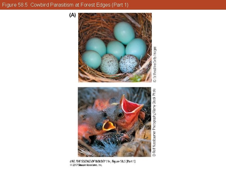 Figure 58. 5 Cowbird Parasitism at Forest Edges (Part 1) 