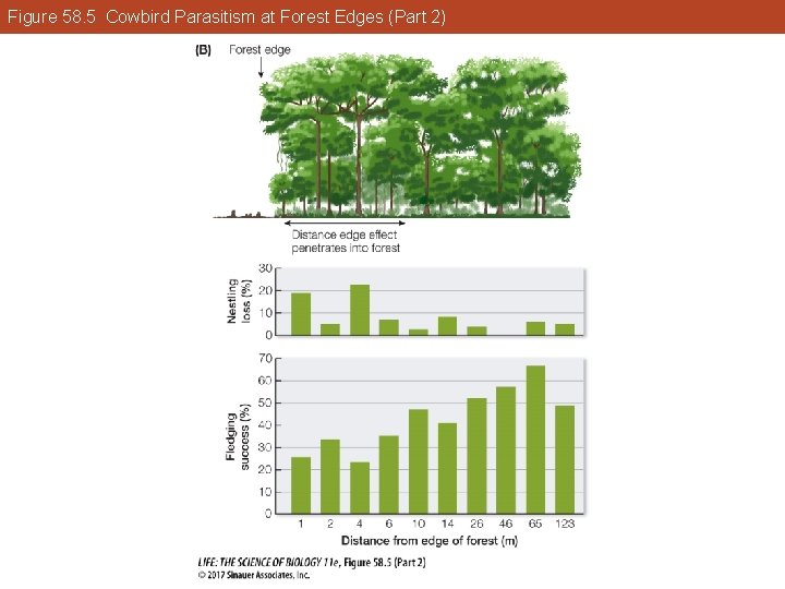 Figure 58. 5 Cowbird Parasitism at Forest Edges (Part 2) 