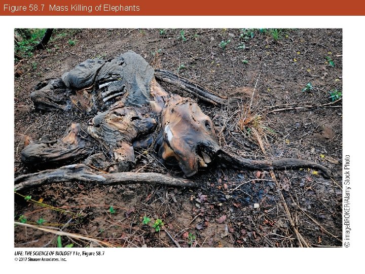 Figure 58. 7 Mass Killing of Elephants 