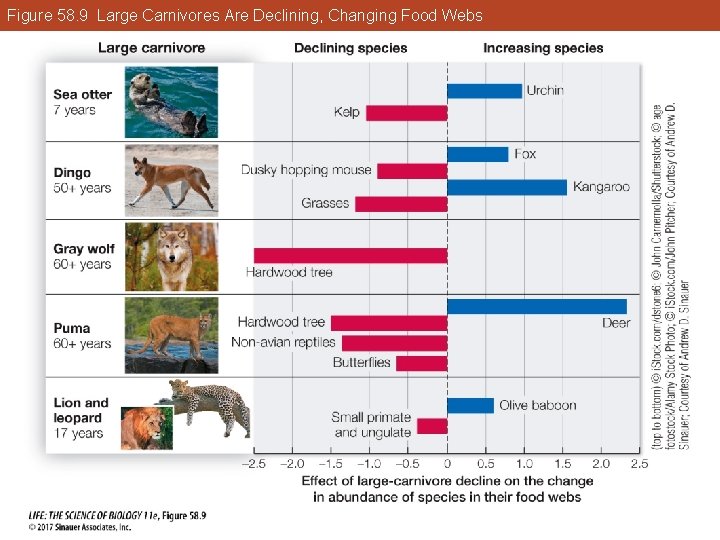 Figure 58. 9 Large Carnivores Are Declining, Changing Food Webs 