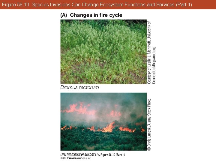 Figure 58. 10 Species Invasions Can Change Ecosystem Functions and Services (Part 1) 