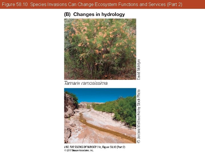 Figure 58. 10 Species Invasions Can Change Ecosystem Functions and Services (Part 2) 