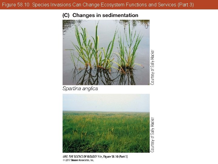 Figure 58. 10 Species Invasions Can Change Ecosystem Functions and Services (Part 3) 