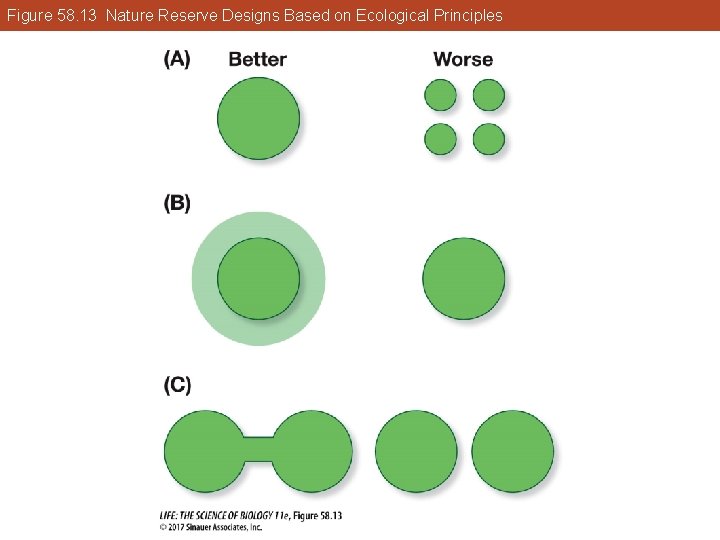 Figure 58. 13 Nature Reserve Designs Based on Ecological Principles 