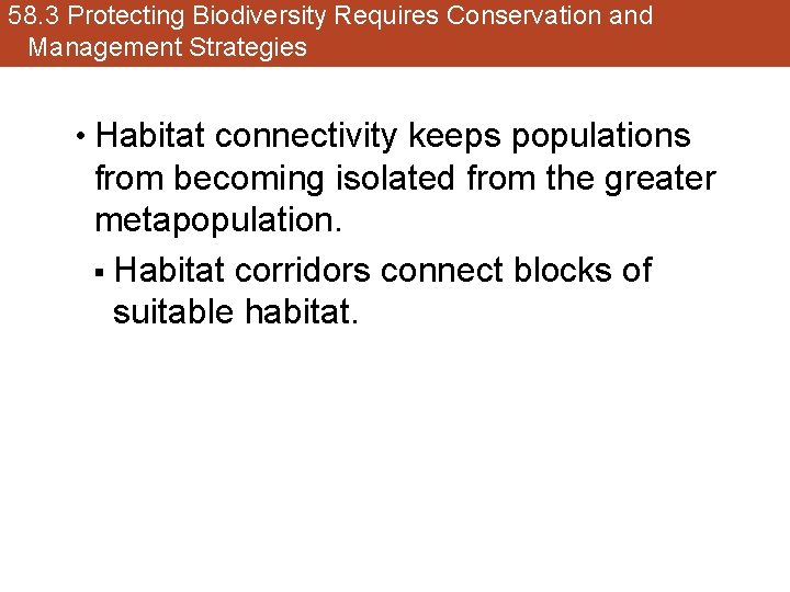 58. 3 Protecting Biodiversity Requires Conservation and Management Strategies • Habitat connectivity keeps populations