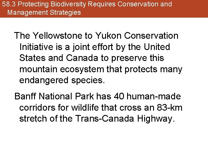 58. 3 Protecting Biodiversity Requires Conservation and Management Strategies The Yellowstone to Yukon Conservation