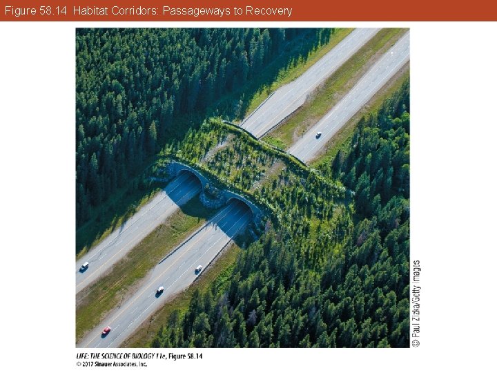 Figure 58. 14 Habitat Corridors: Passageways to Recovery 