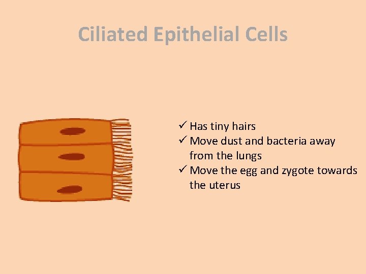 Ciliated Epithelial Cells ü Has tiny hairs ü Move dust and bacteria away from