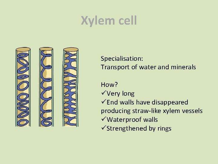 Xylem cell Specialisation: Transport of water and minerals How? üVery long üEnd walls have