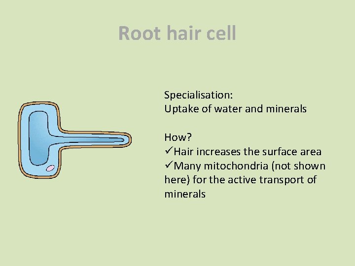 Root hair cell Specialisation: Uptake of water and minerals How? üHair increases the surface