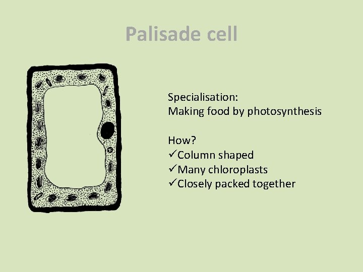 Palisade cell Specialisation: Making food by photosynthesis How? üColumn shaped üMany chloroplasts üClosely packed