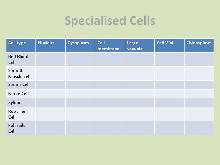 Specialised Cells Cell type Red Blood Cell Smooth Muscle cell Sperm Cell Nerve Cell