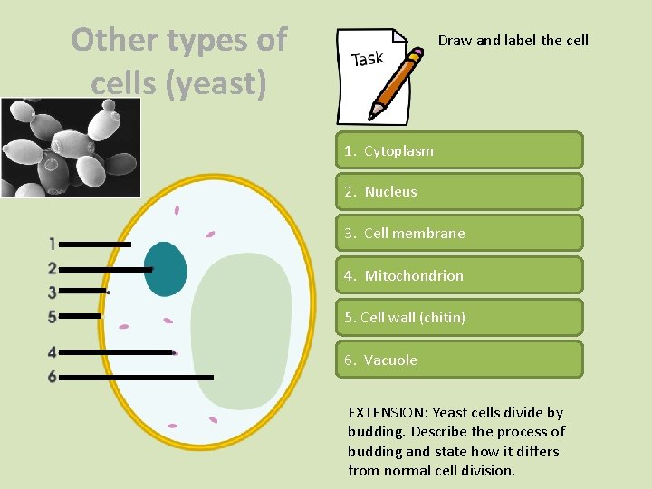 Other types of cells (yeast) Draw and label the cell 1. Cytoplasm 2. Nucleus