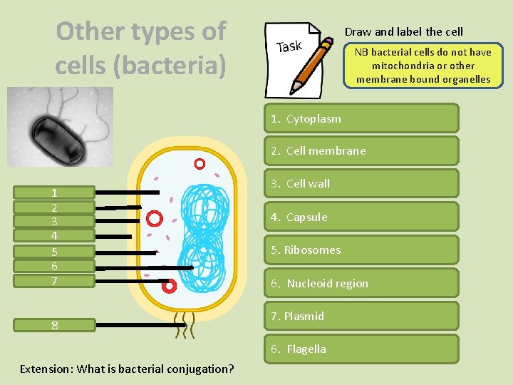 Other types of cells (bacteria) Draw and label the cell NB bacterial cells do