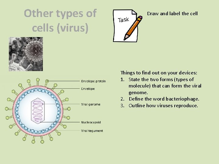 Other types of cells (virus) Draw and label the cell Things to find out