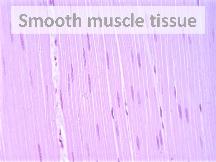 Smooth muscle tissue 