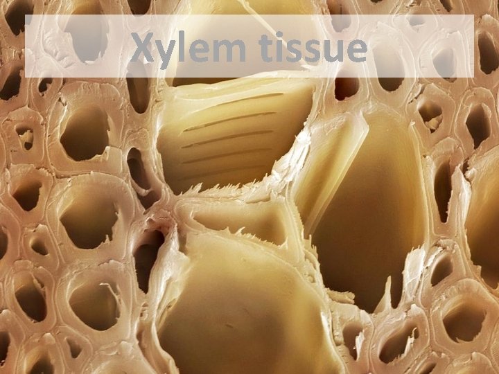 Xylem tissue 