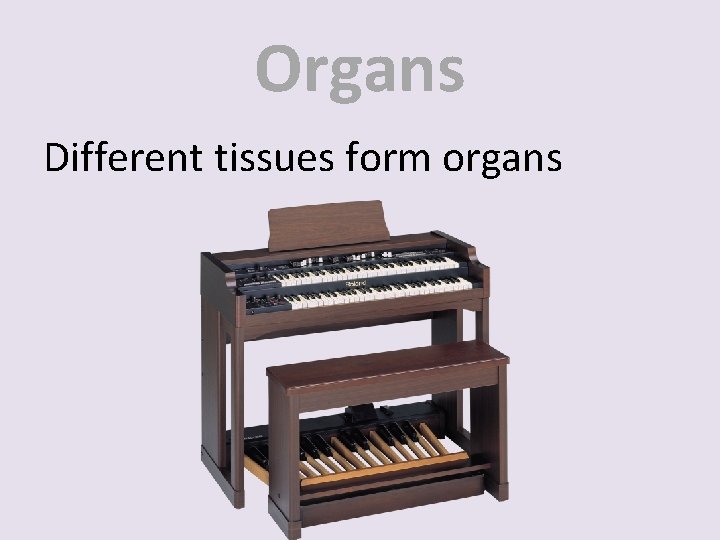 Organs Different tissues form organs 