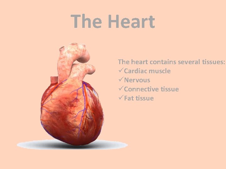 The Heart The heart contains several tissues: üCardiac muscle üNervous üConnective tissue üFat tissue