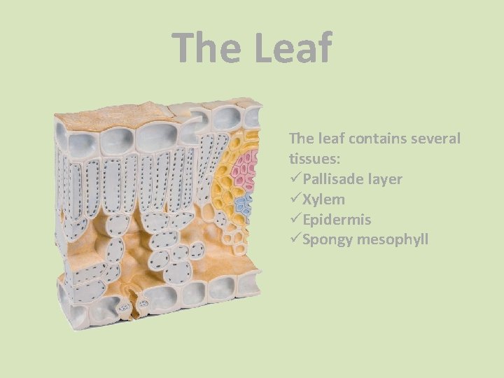 The Leaf The leaf contains several tissues: üPallisade layer üXylem üEpidermis üSpongy mesophyll 