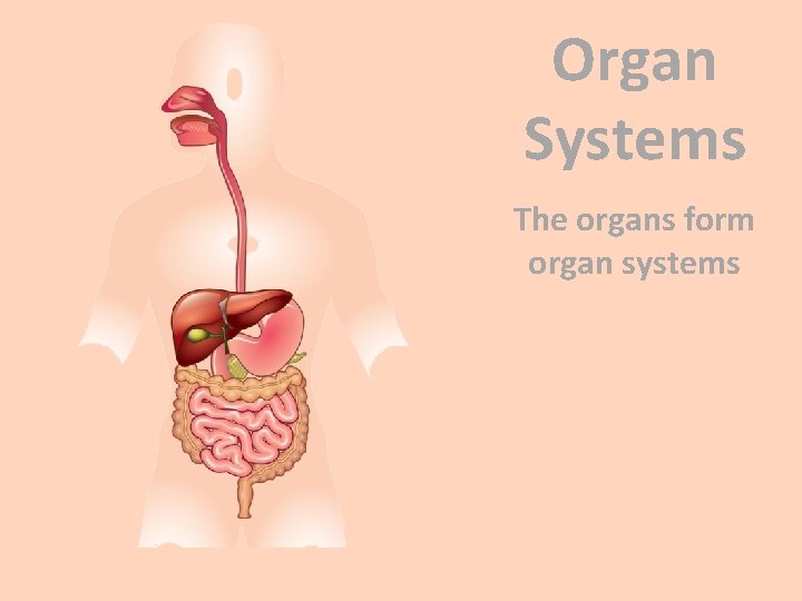 Organ Systems The organs form organ systems 