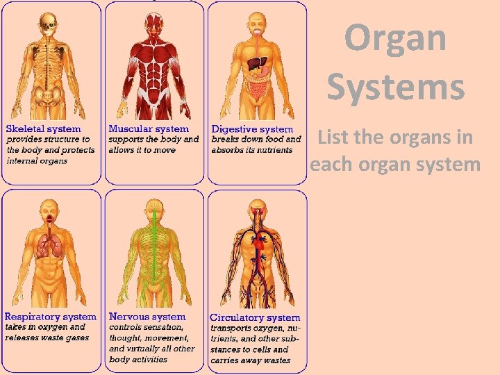 Organ Systems List the organs in each organ system 