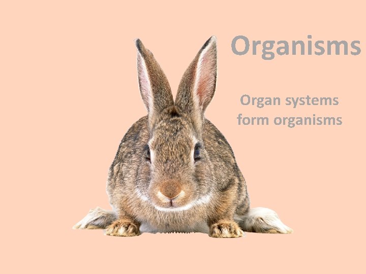Organisms Organ systems form organisms 