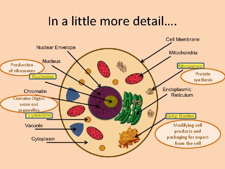 In a little more detail…. Production of ribosomes Protein synthesis Contains Digest worn out