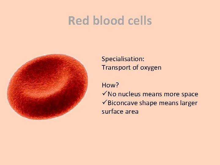 Red blood cells Specialisation: Transport of oxygen How? üNo nucleus means more space üBiconcave