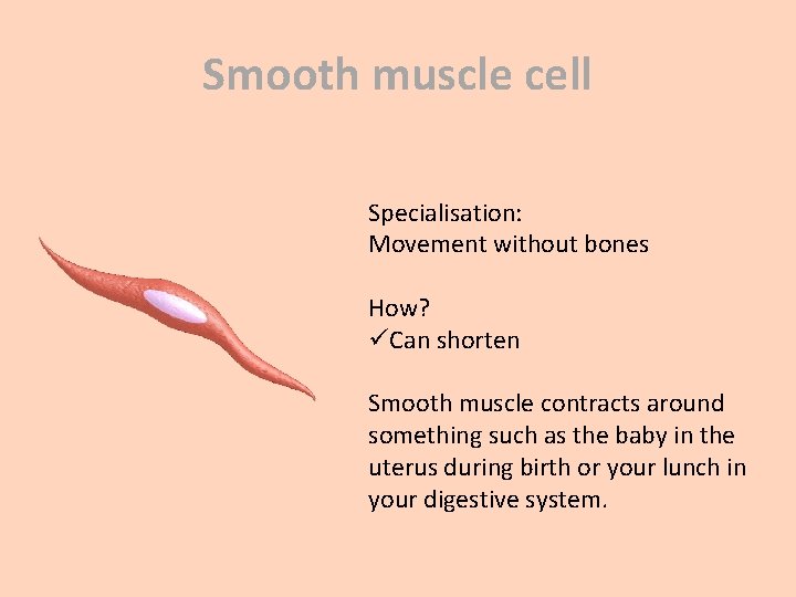 Smooth muscle cell Specialisation: Movement without bones How? üCan shorten Smooth muscle contracts around