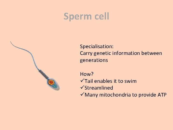 Sperm cell Specialisation: Carry genetic information between generations How? üTail enables it to swim