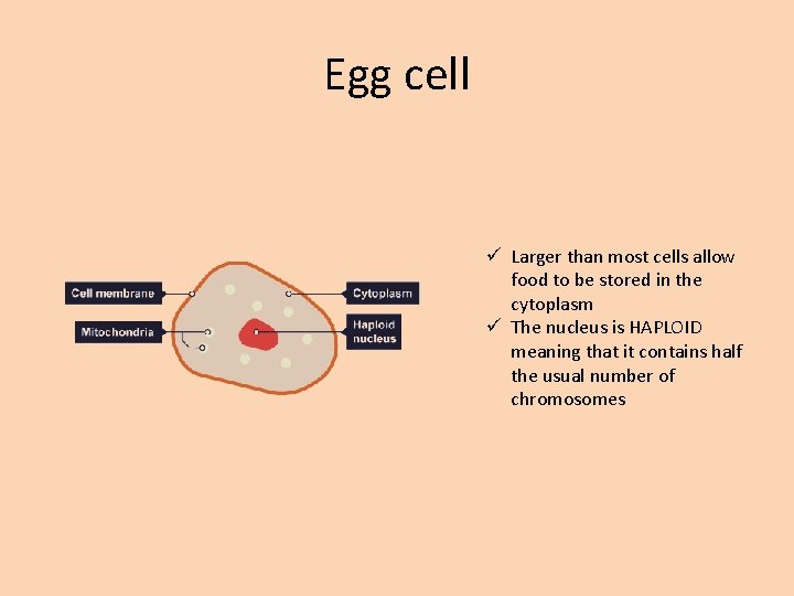 Egg cell ü Larger than most cells allow food to be stored in the