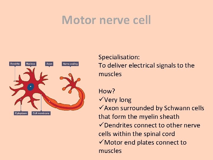 Motor nerve cell Specialisation: To deliver electrical signals to the muscles How? üVery long