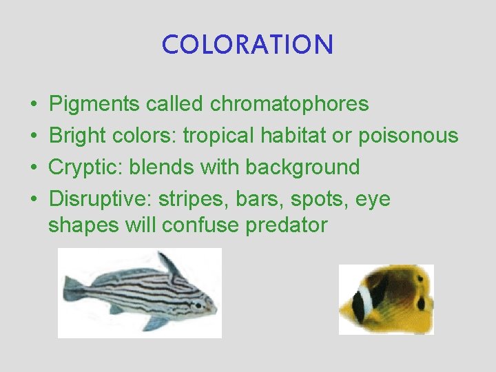 COLORATION • • Pigments called chromatophores Bright colors: tropical habitat or poisonous Cryptic: blends