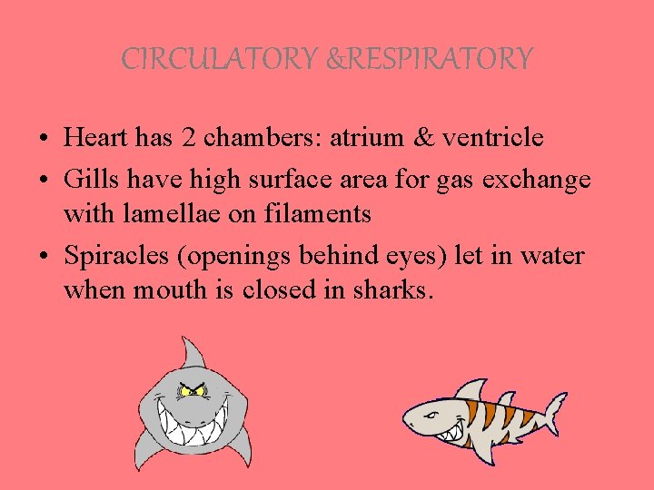 CIRCULATORY &RESPIRATORY • Heart has 2 chambers: atrium & ventricle • Gills have high