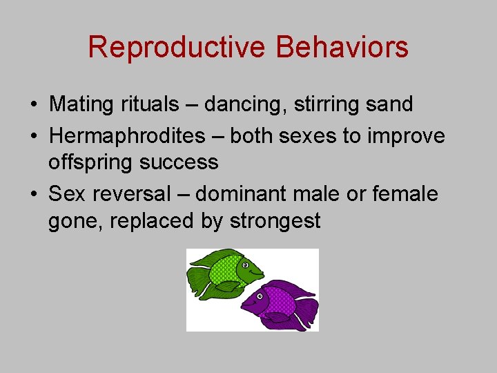 Reproductive Behaviors • Mating rituals – dancing, stirring sand • Hermaphrodites – both sexes