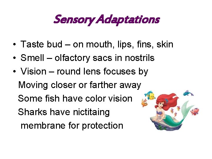 Sensory Adaptations • Taste bud – on mouth, lips, fins, skin • Smell –