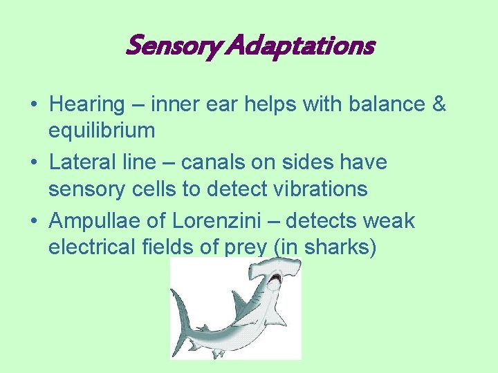Sensory Adaptations • Hearing – inner ear helps with balance & equilibrium • Lateral